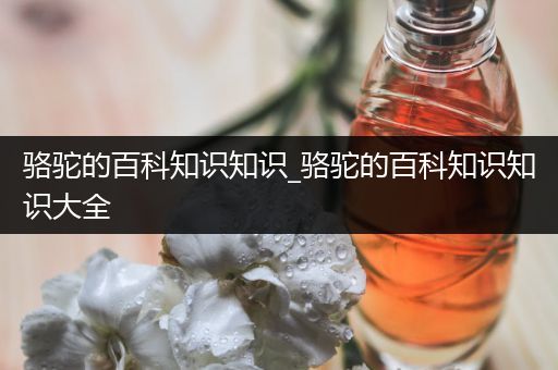 骆驼的百科知识知识_骆驼的百科知识知识大全