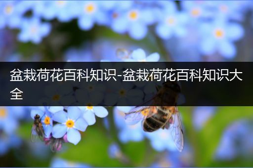 盆栽荷花百科知识-盆栽荷花百科知识大全