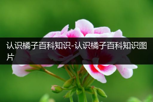 认识橘子百科知识-认识橘子百科知识图片