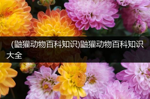 （鼬獾动物百科知识)鼬獾动物百科知识大全