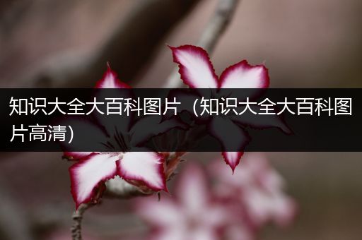 知识大全大百科图片（知识大全大百科图片高清）