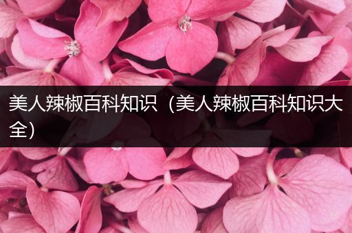 美人辣椒百科知识（美人辣椒百科知识大全）