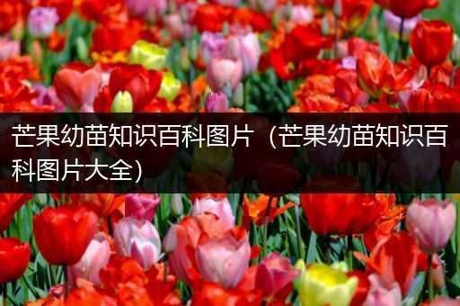 芒果幼苗知识百科图片（芒果幼苗知识百科图片大全）