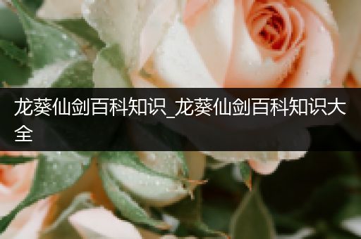 龙葵仙剑百科知识_龙葵仙剑百科知识大全
