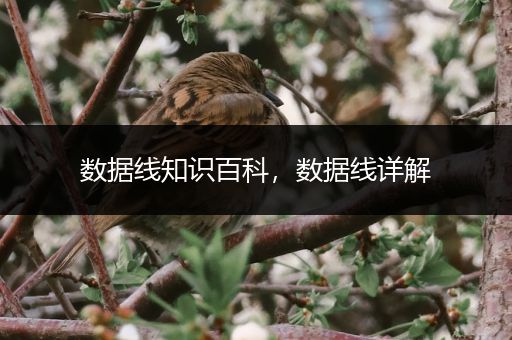 数据线知识百科，数据线详解