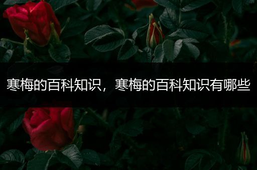 寒梅的百科知识，寒梅的百科知识有哪些