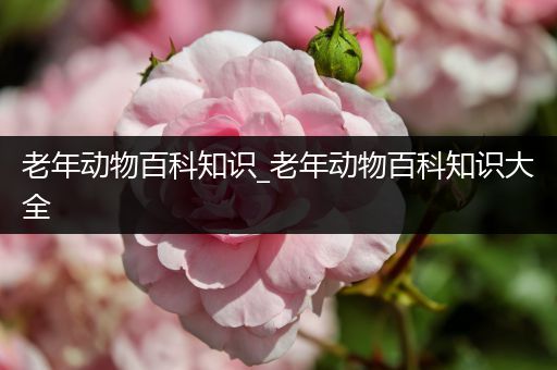 老年动物百科知识_老年动物百科知识大全