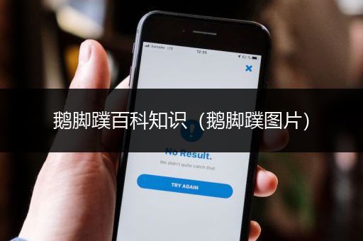 鹅脚蹼百科知识（鹅脚蹼图片）