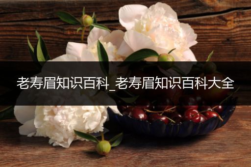 老寿眉知识百科_老寿眉知识百科大全