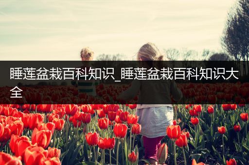 睡莲盆栽百科知识_睡莲盆栽百科知识大全