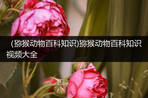 （猕猴动物百科知识)猕猴动物百科知识视频大全