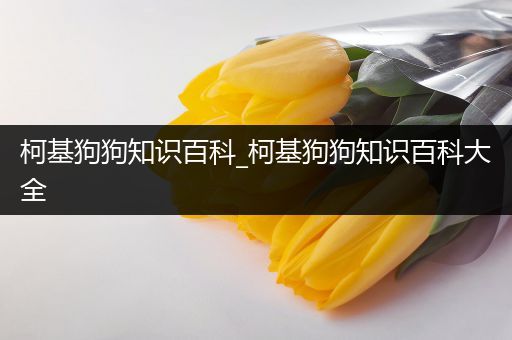 柯基狗狗知识百科_柯基狗狗知识百科大全