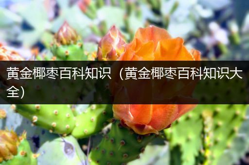 黄金椰枣百科知识（黄金椰枣百科知识大全）