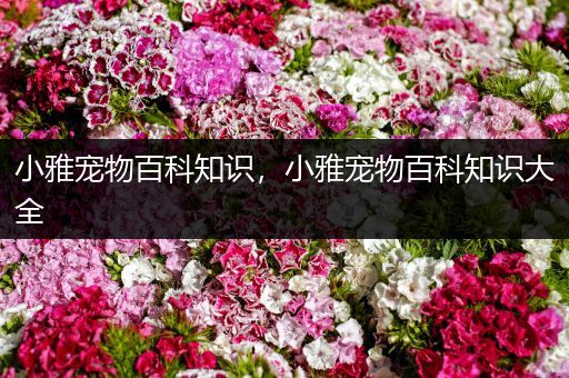 小雅宠物百科知识，小雅宠物百科知识大全