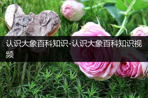认识大象百科知识-认识大象百科知识视频