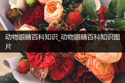 动物眼睛百科知识_动物眼睛百科知识图片