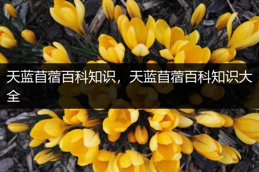 天蓝苜蓿百科知识，天蓝苜蓿百科知识大全