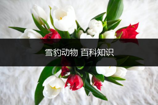 雪豹动物 百科知识