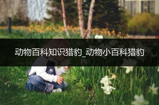 动物百科知识猎豹_动物小百科猎豹
