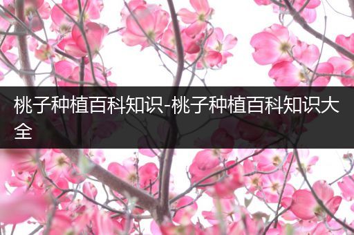 桃子种植百科知识-桃子种植百科知识大全