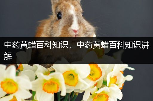 中药黄蜡百科知识，中药黄蜡百科知识讲解