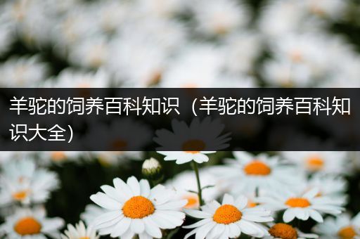 羊驼的饲养百科知识（羊驼的饲养百科知识大全）