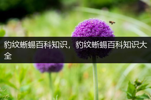 豹纹蜥蜴百科知识，豹纹蜥蜴百科知识大全