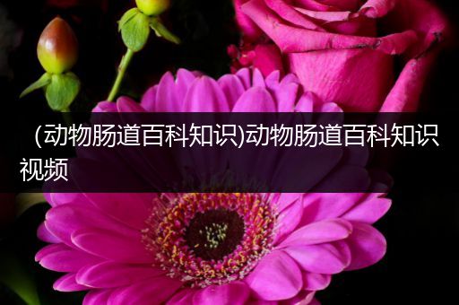 （动物肠道百科知识)动物肠道百科知识视频