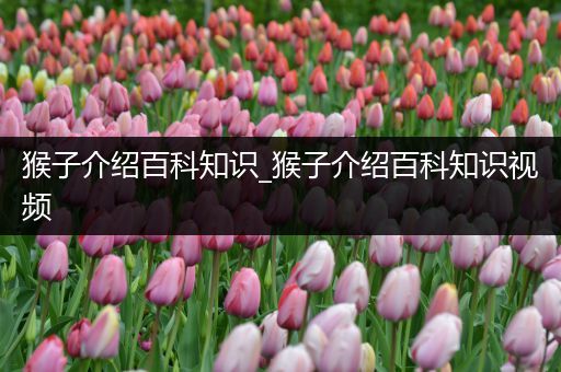 猴子介绍百科知识_猴子介绍百科知识视频