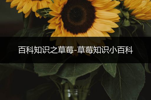 百科知识之草莓-草莓知识小百科