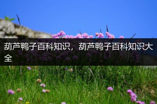 葫芦鸭子百科知识，葫芦鸭子百科知识大全