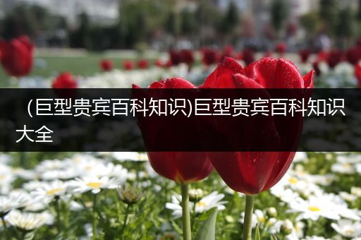 （巨型贵宾百科知识)巨型贵宾百科知识大全