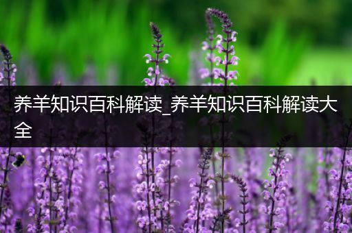 养羊知识百科解读_养羊知识百科解读大全