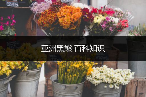 亚洲黑熊 百科知识