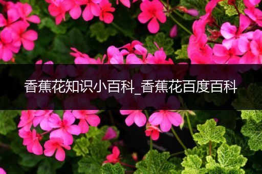 香蕉花知识小百科_香蕉花百度百科