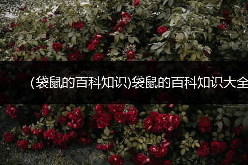 （袋鼠的百科知识)袋鼠的百科知识大全