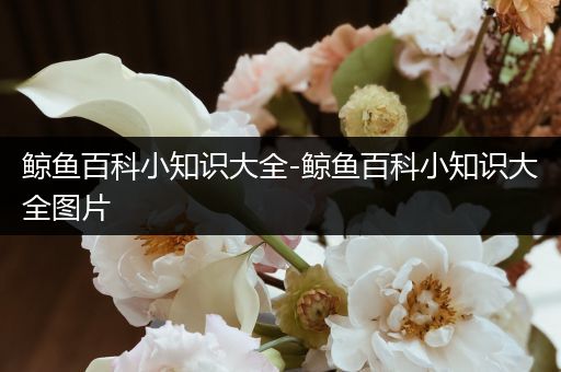鲸鱼百科小知识大全-鲸鱼百科小知识大全图片