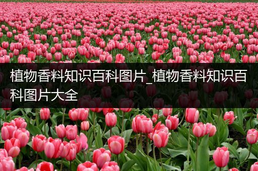 植物香料知识百科图片_植物香料知识百科图片大全