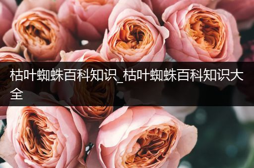 枯叶蜘蛛百科知识_枯叶蜘蛛百科知识大全