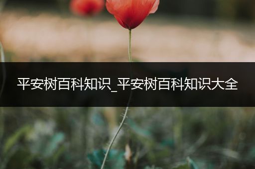 平安树百科知识_平安树百科知识大全