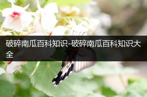 破碎南瓜百科知识-破碎南瓜百科知识大全
