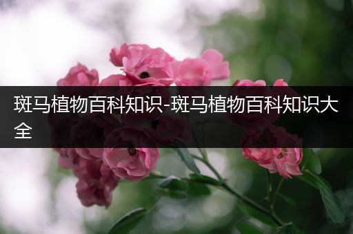 斑马植物百科知识-斑马植物百科知识大全