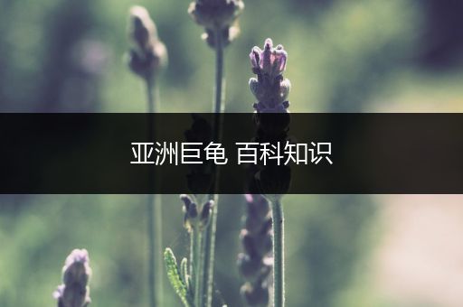 亚洲巨龟 百科知识