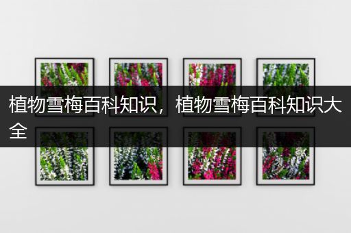 植物雪梅百科知识，植物雪梅百科知识大全