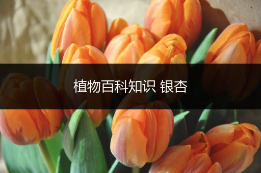 植物百科知识 银杏