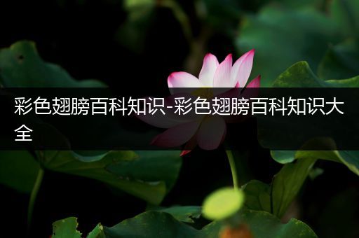 彩色翅膀百科知识-彩色翅膀百科知识大全