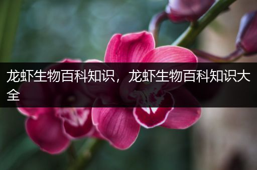 龙虾生物百科知识，龙虾生物百科知识大全
