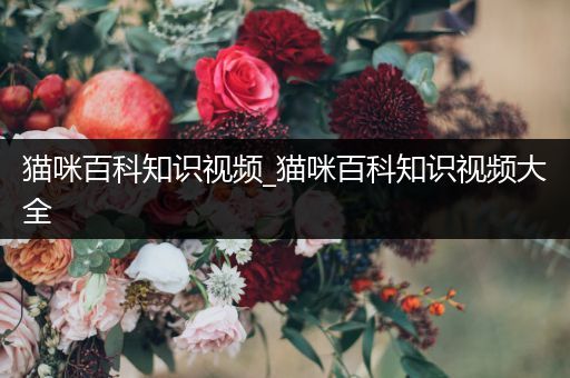 猫咪百科知识视频_猫咪百科知识视频大全