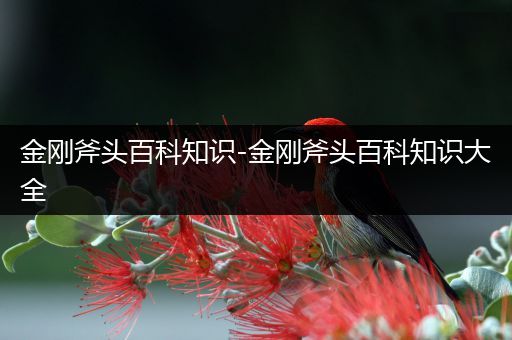 金刚斧头百科知识-金刚斧头百科知识大全