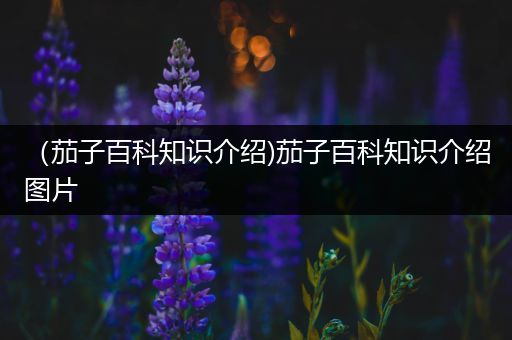 （茄子百科知识介绍)茄子百科知识介绍图片